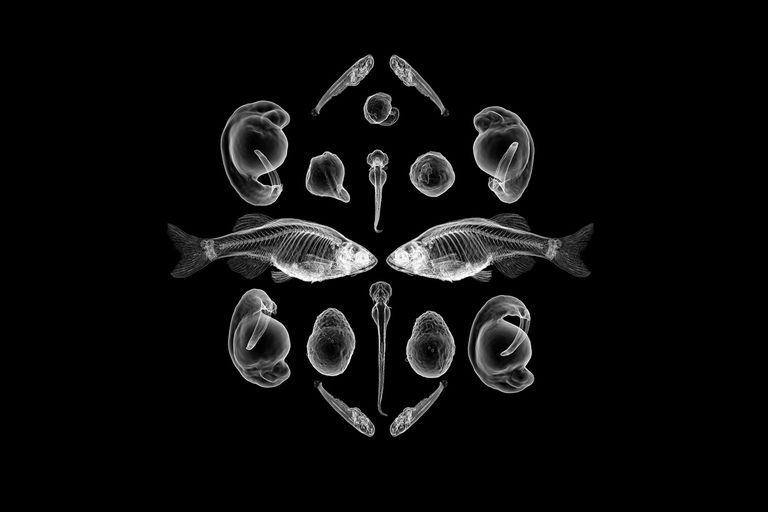 Still Life (after Ernst Haeckel), JS Gauthier, 2017.