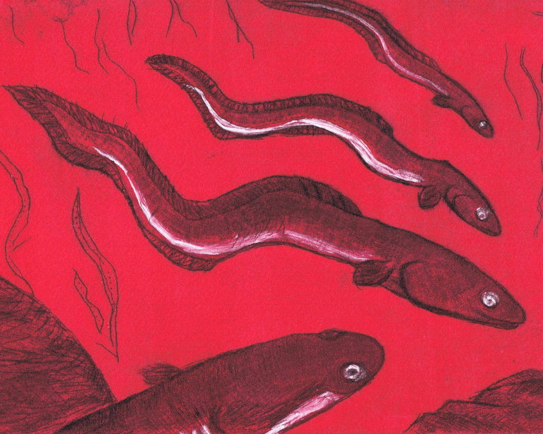 Eels swimming in red water