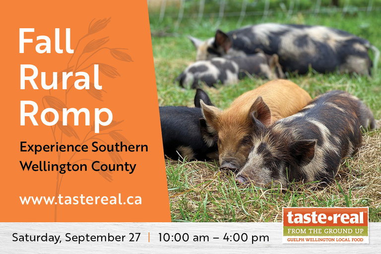 Promotional image for the Fall Rural Romp event featuring a group of piglets sleeping on grass. The text reads: “Fall Rural Romp. Experience Southern Wellington County. www.tastereal.ca. Saturday, September 27 | 10:00 am – 4:00 pm.” The Taste Real logo appears at the bottom right.