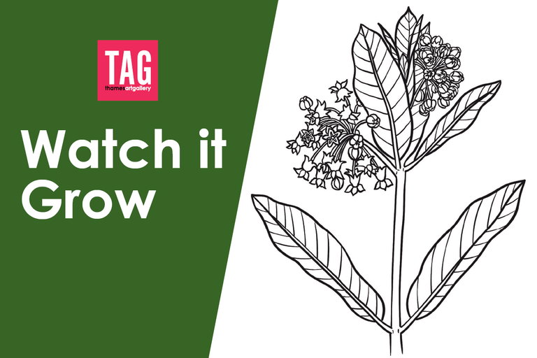 A line drawing of a milkweed flower on the right hand side of image. On the left side there is white text on a green background that reads "Watch it Grow". There is also the Thames Art Gallery logo.