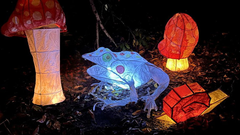 Illuminated lanterns of mushrooms and a frog on the forest floor.