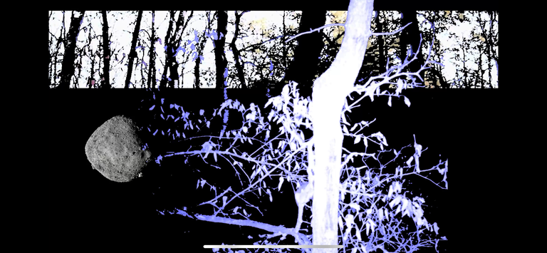 An asteroid rotates against a background of trees while negative processed squirrel descends the trunk of a tree.