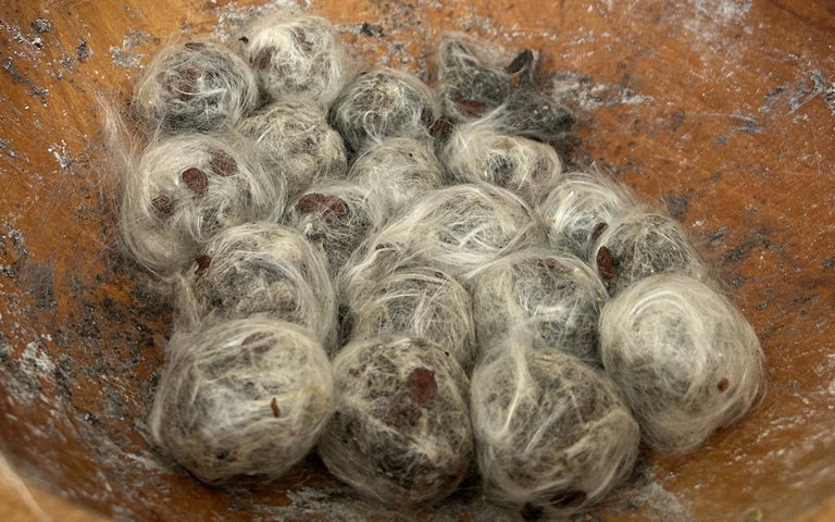 Milkweed seed balls