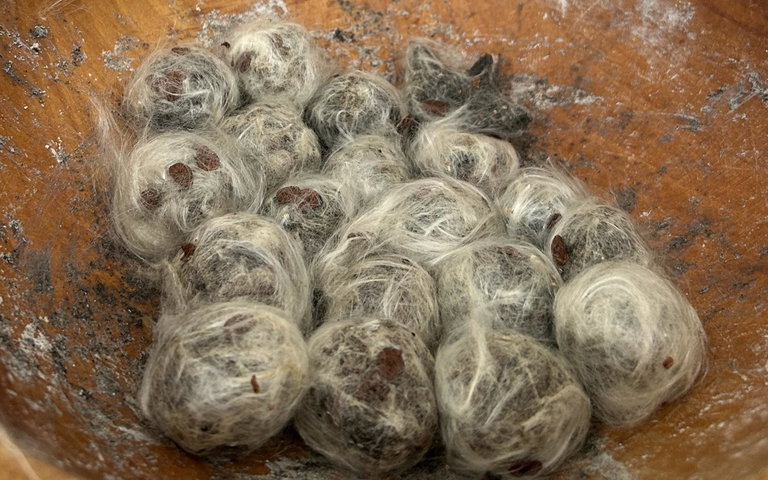 Milkweed seed balls