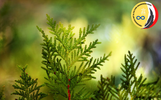 Close up of a cedar branch against a blurred background with a red, yellow, and grey Indigenous Art and Culture Awareness Week logo in the top right corner