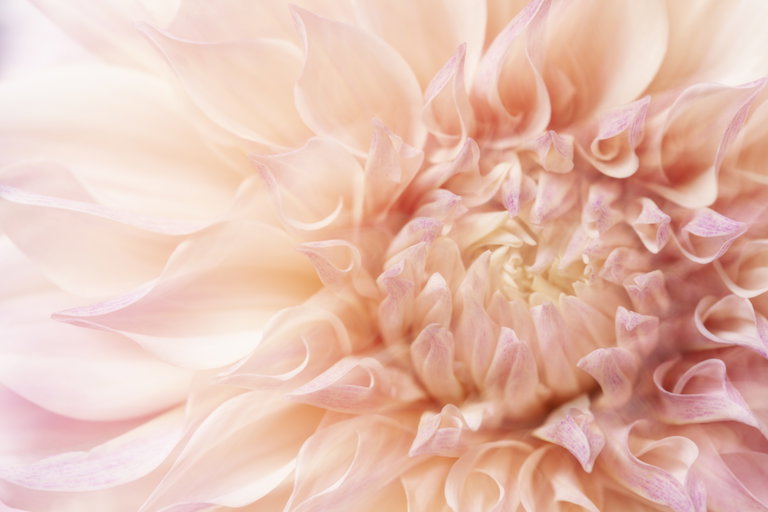 Photo of an open flower