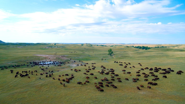 Buffalo in a feild
