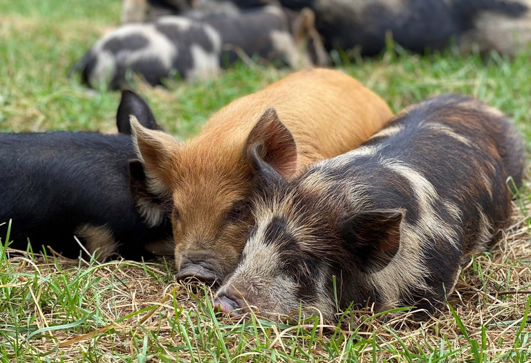 three multicoloured heritage breed pigs cuddled together in a bed of grass