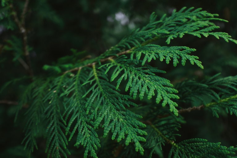 Close up of a cedar bough.