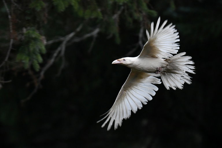 Photo of a white raven flying in front of a forest.