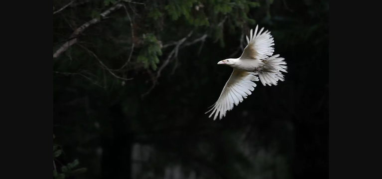 Photo of a white raven flying in front of a forest.