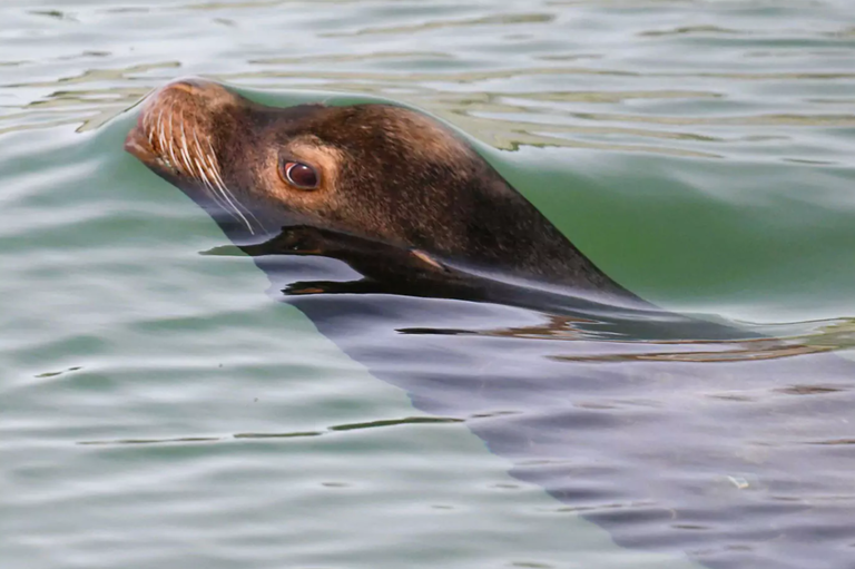 Photograph of a seal poking his head up beneath the water.