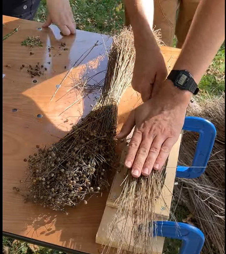 Two hands working with dried flax on a wooden table.