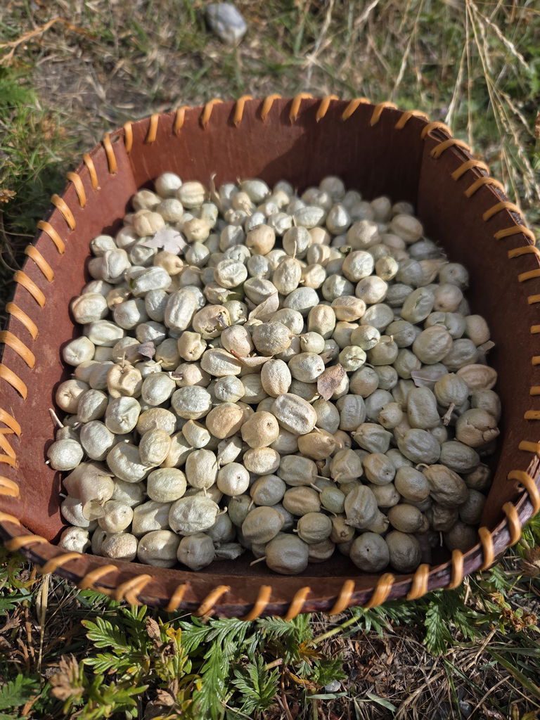 A close up of a basket of Silberberry/Wolf Willow (Elaeagnus communtate)