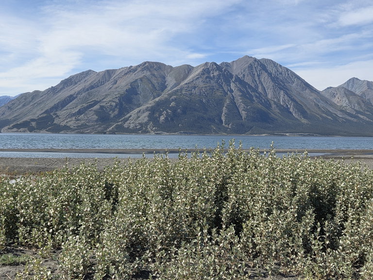 Silverberry Bushes in front of Lhù’ààn Mân Keyí - Kluane Lake with mountain in background.