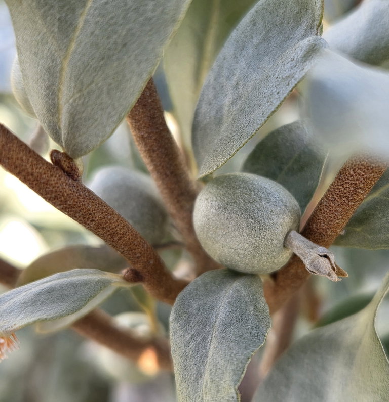 Close up image of a silverberry/wolf willow (Elaeagnus communtate)
