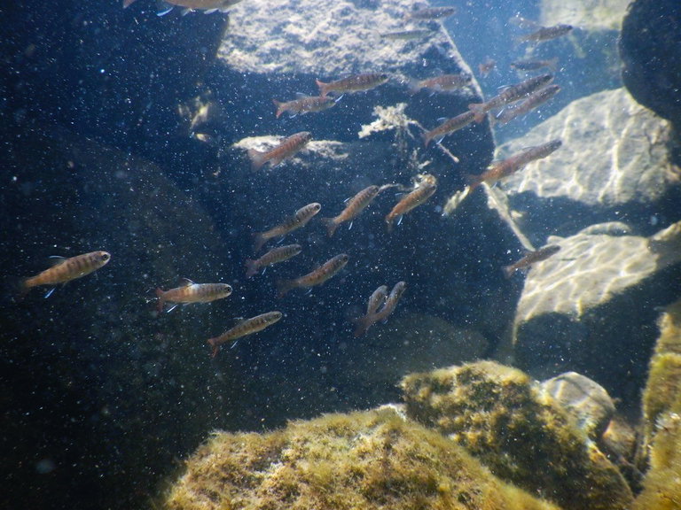 Salmon fry in the Englishman River Estuary