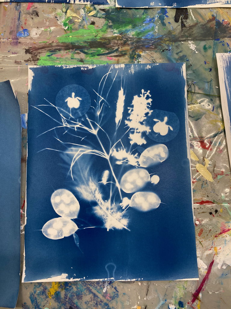 Cyanotype of various foliage.