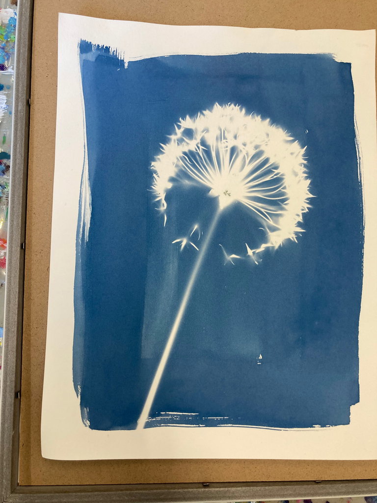 Cyanotype of a dandelion.