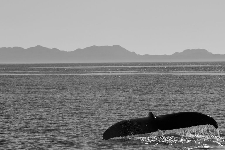 Photos by Nicolas Teichrob