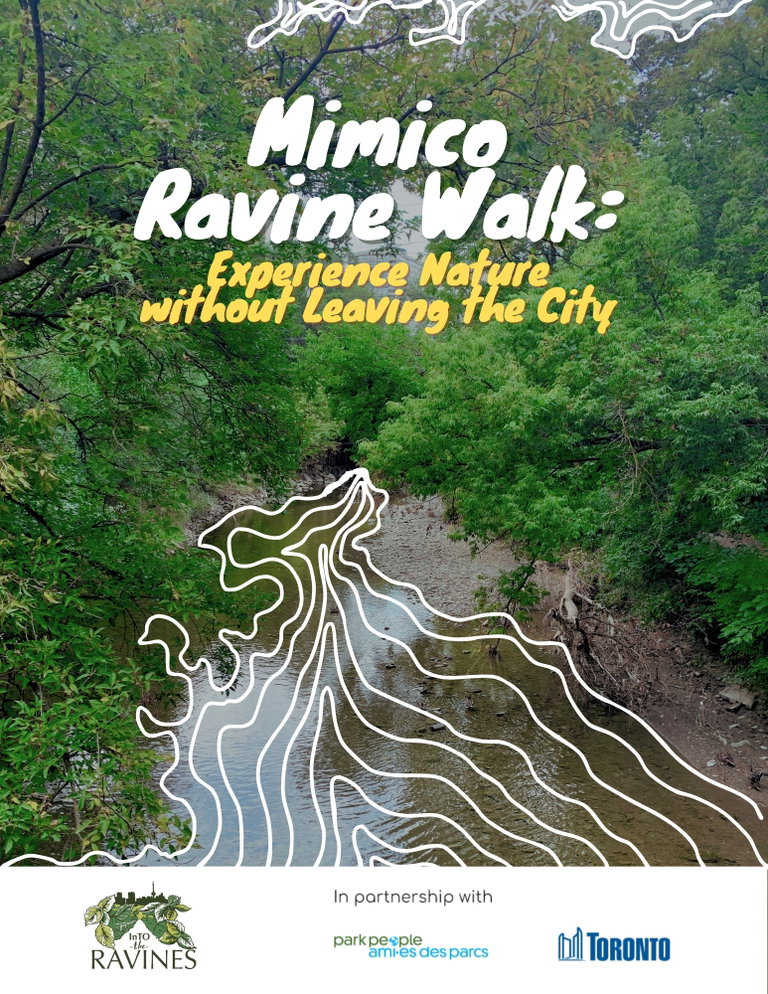 Image of Mimico ravine with title "Mimico Ravine Walk: Experience Nature without Leaving the City". White line drawings are overlayed on top of the water stream. At the bottom of the image there is a banner that from left to right has: "InTO the ravines logo", and "In partnership with: Park People and City of Toronto".