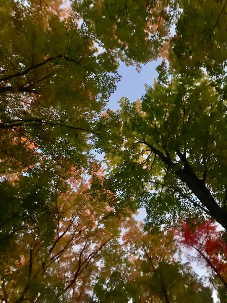 Photo facing up towards a tree canopy composed of several trees with changing leaf colours.