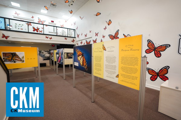 Image of the installed exhibition "On the Trail of the Monarch Butterfly" inside the Chatham-Kent Museum. Many monarch butterfly decals are on the walls and some monarch butterfly shapes hang from the ceiling.