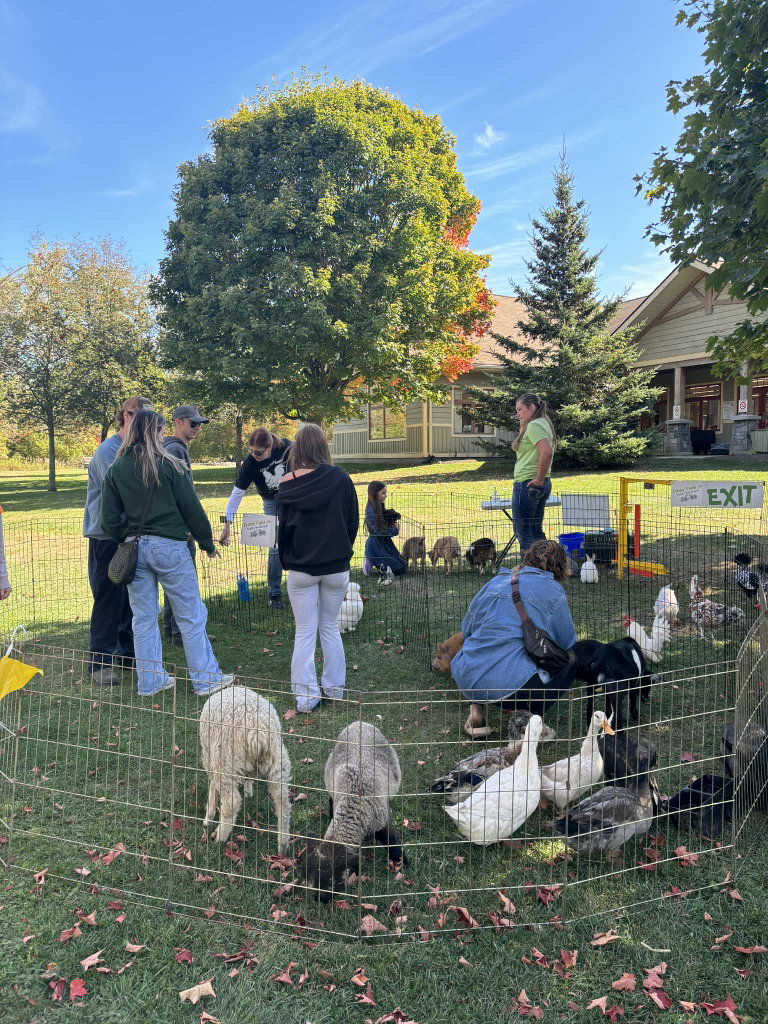 Small fenced area with people inside a petting zoo with sheep, ducks, chickens and rabbits.