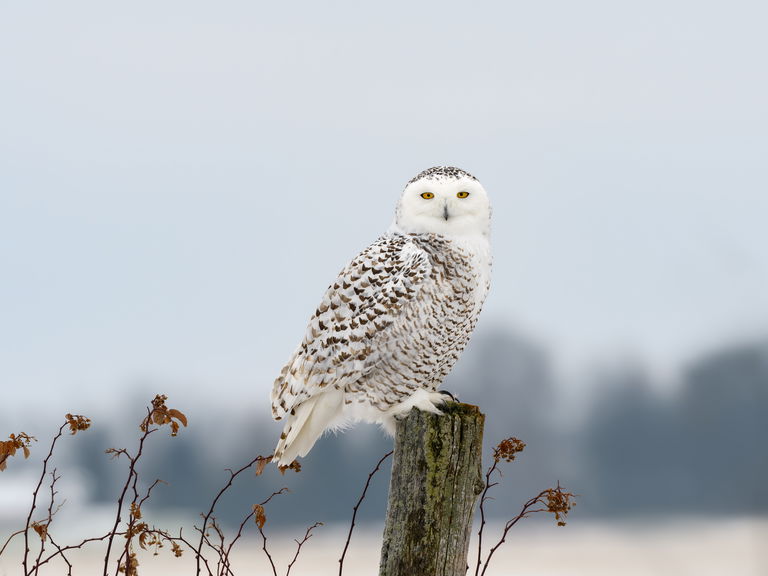 Snowy owl perched on a stump