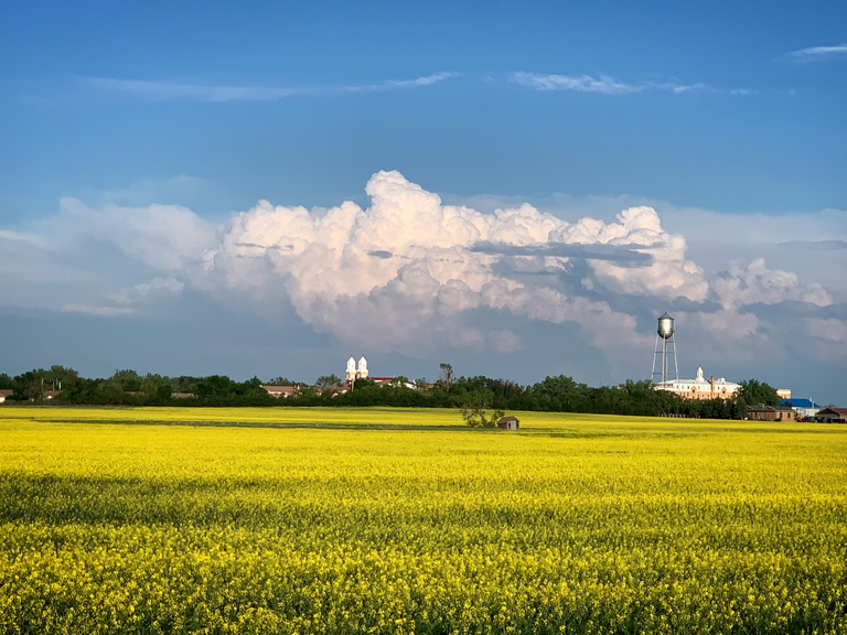 canola field with cathedral and water tower