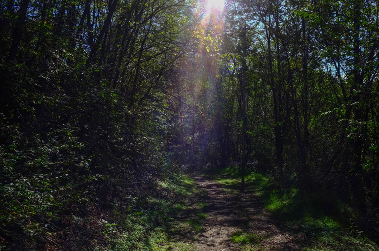 A small, dirt forest path continues forward through thick dark foliage. The sky is barely visible through dense trees and bushes in full green growth. At the top centre of the image, a small ray of sunlight peaks through onto the path.