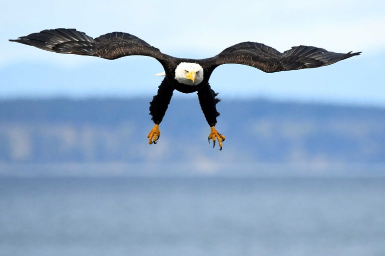Flight of a Eagle