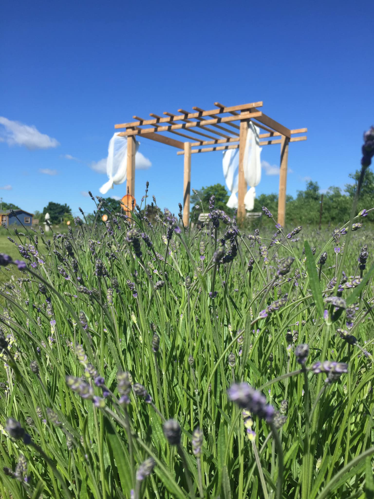 LavenderBlu Hub Culture Days